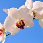 Will My Life Insurance Cover The Cost Of Cremation And A Funeral?
