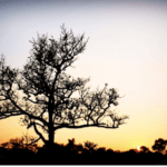 What Religious Funeral Traditions does Country Hills Crematorium observe?