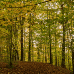 How Much Does a Funeral Cost? Checklist and Pricing