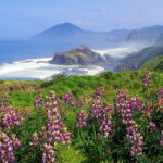 Mr. Steven Thielo Dittrich