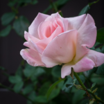 Paramjit Kaur Saroya