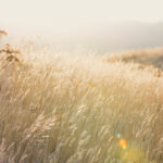 Mr. Gurdial Singh Grewal